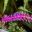 Aechmea gamosepala - Pink bracts and bluish purple flowers born on simple arching spikes